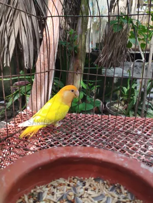 এক পিস লাভবার্ডস পাখি বিক্রি