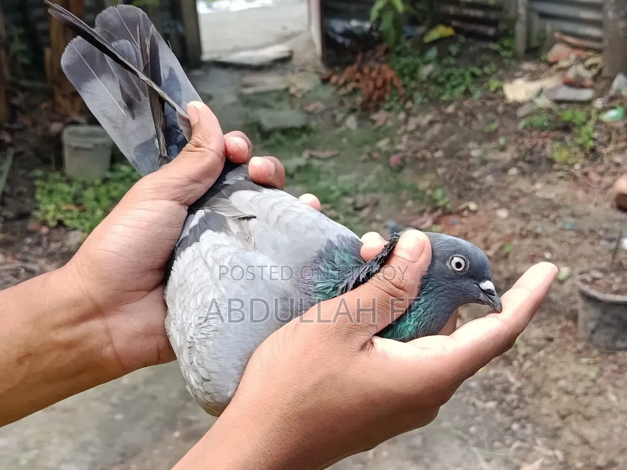 High flyer pigeon