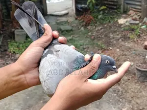 High flyer pigeon