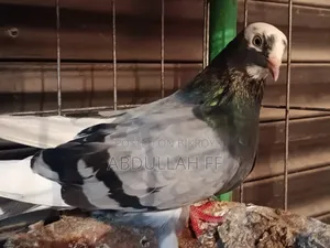 High flying local pigeon