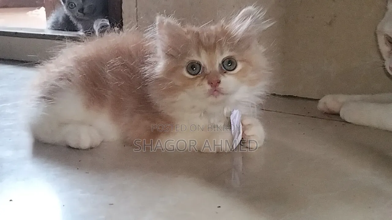 1-3 Months Female Purebred Persian