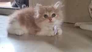 1-3 Months Female Purebred Persian
