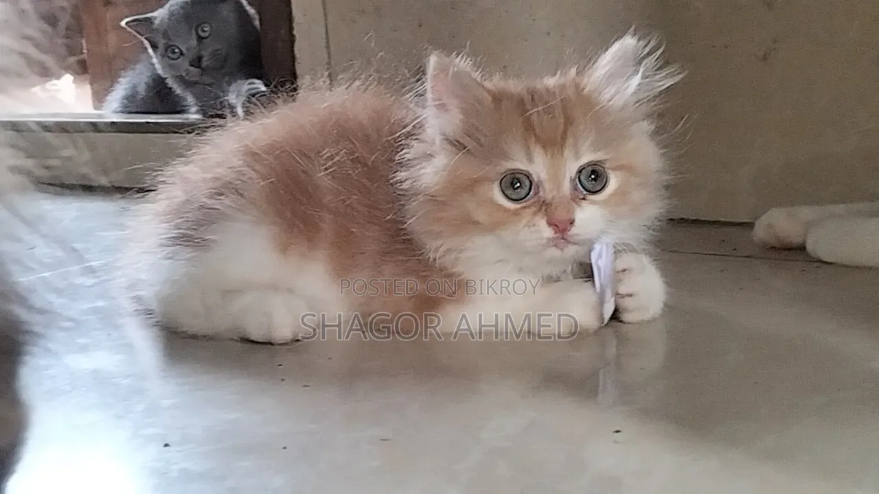 1-3 Months Female Purebred Persian