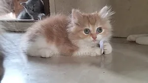 1-3 Months Female Purebred Persian