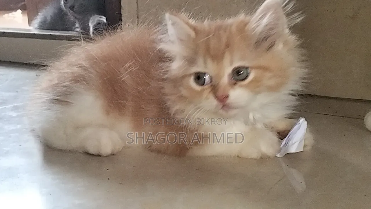 1-3 Months Female Purebred Persian