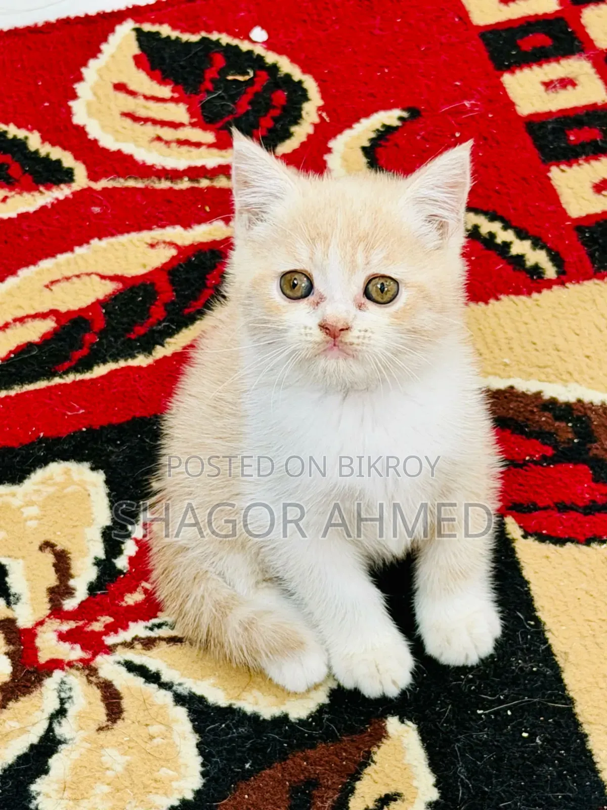1-3 Months Female Purebred Persian