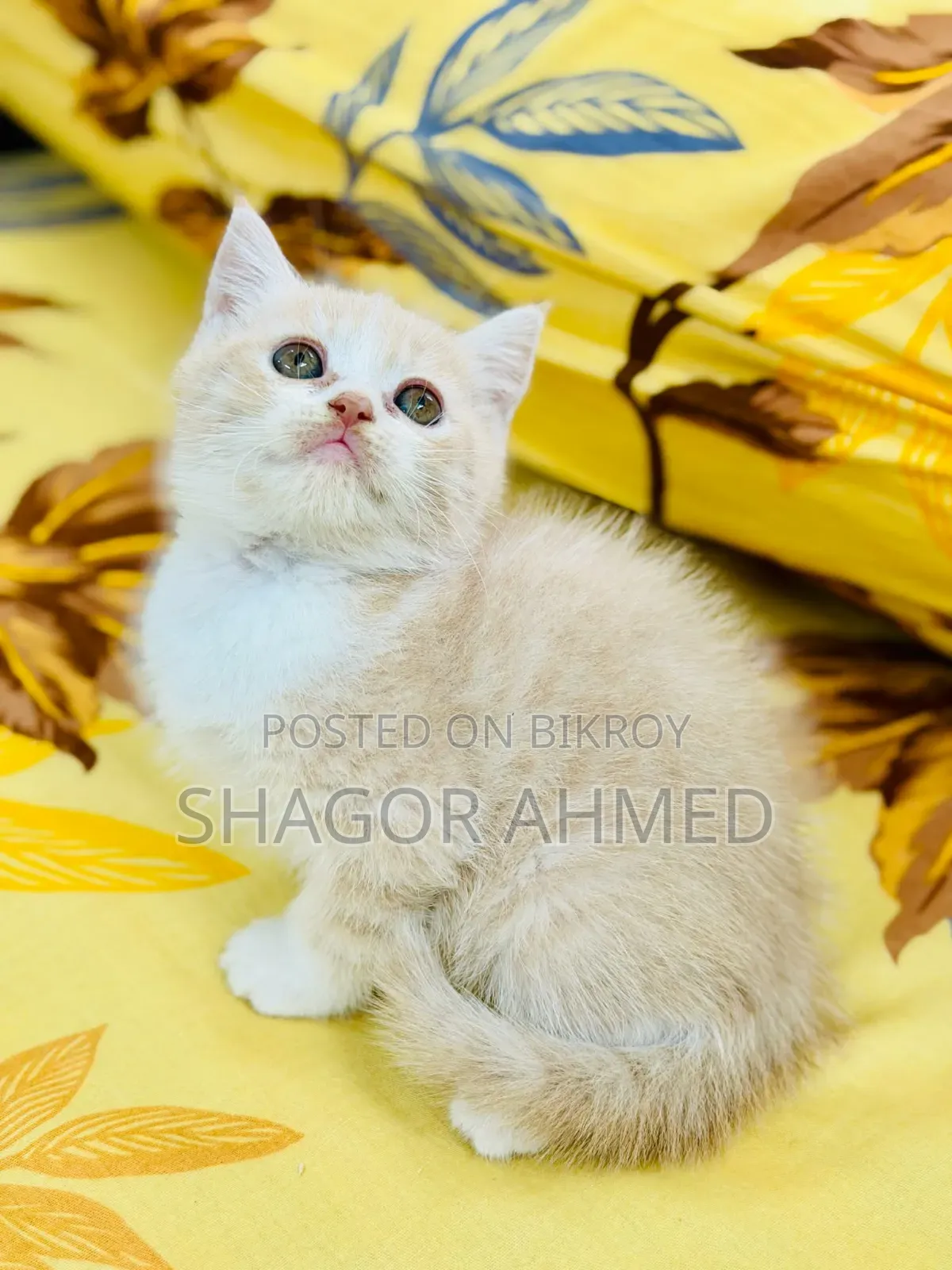 1-3 Months Female Purebred Persian