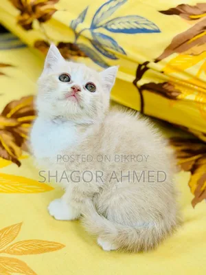 1-3 Months Female Purebred Persian