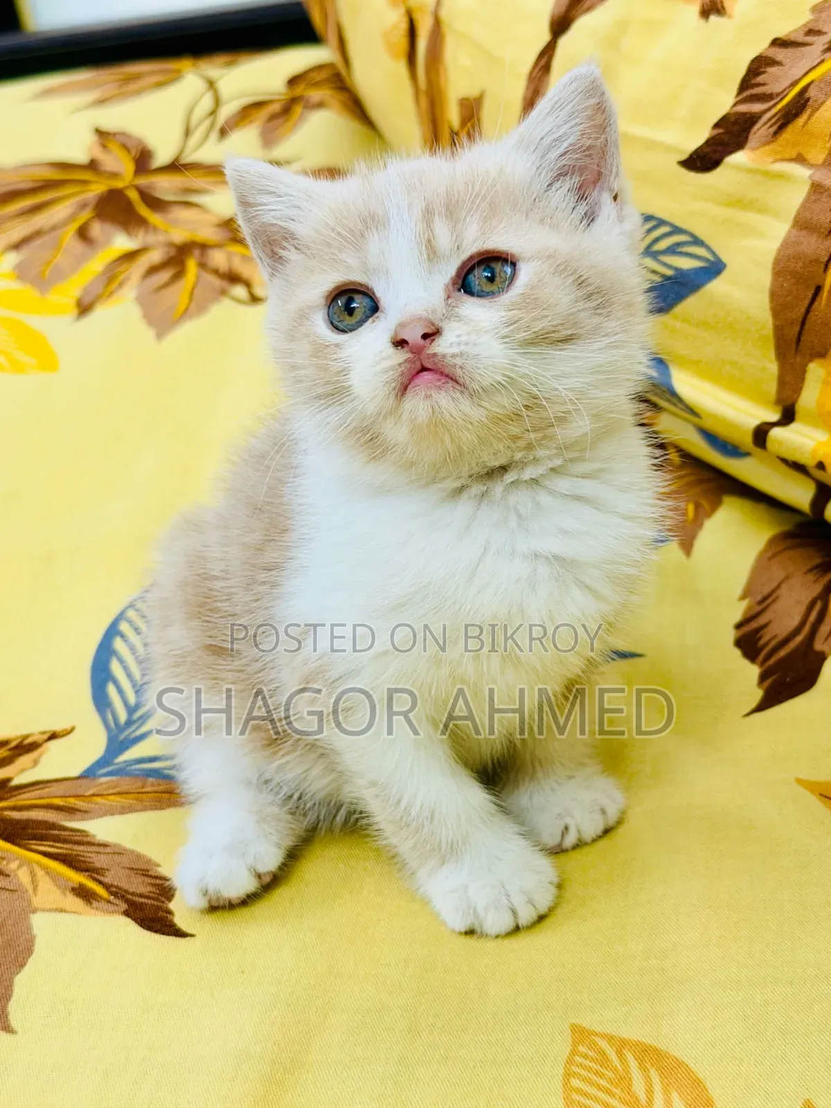 1-3 Months Female Purebred Persian
