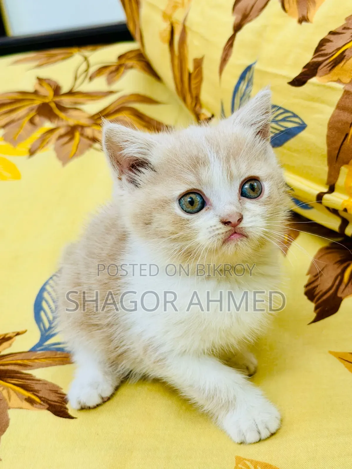1-3 Months Female Purebred Persian