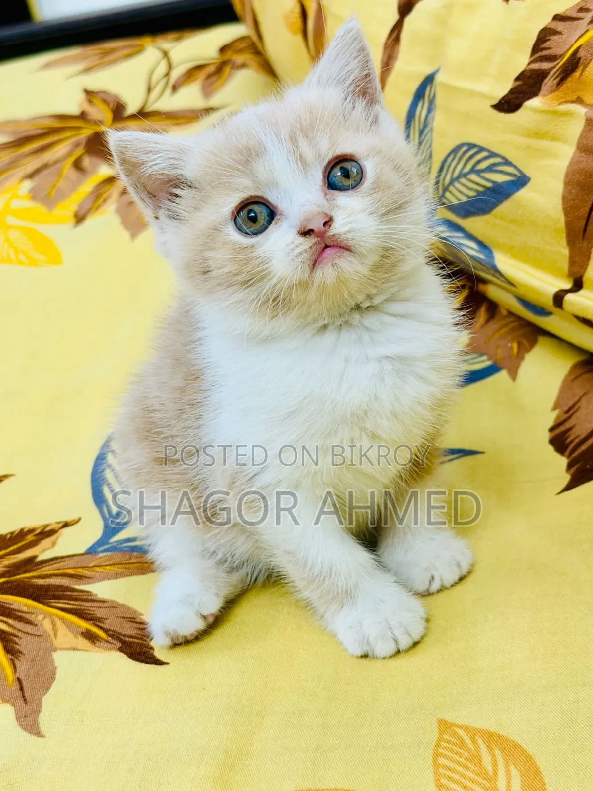 1-3 Months Female Purebred Persian
