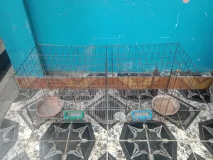 A large cage brought for raising your pigeons.