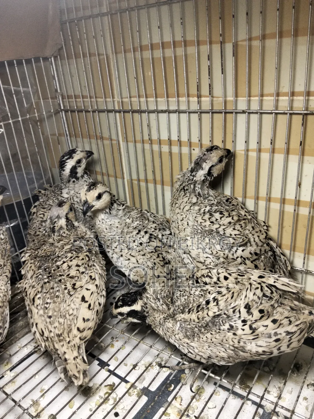 Snowflake Bobwhite Quail