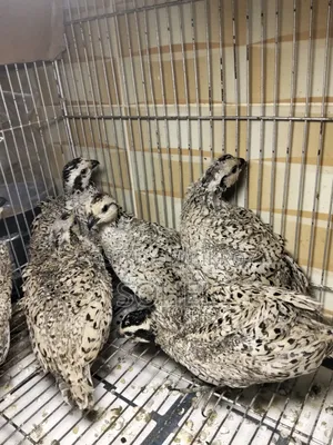 Snowflake Bobwhite Quail