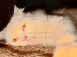 6-12 Months Female Purebred Persian