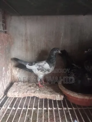 বাচ্ছা ও বড় কবুতর