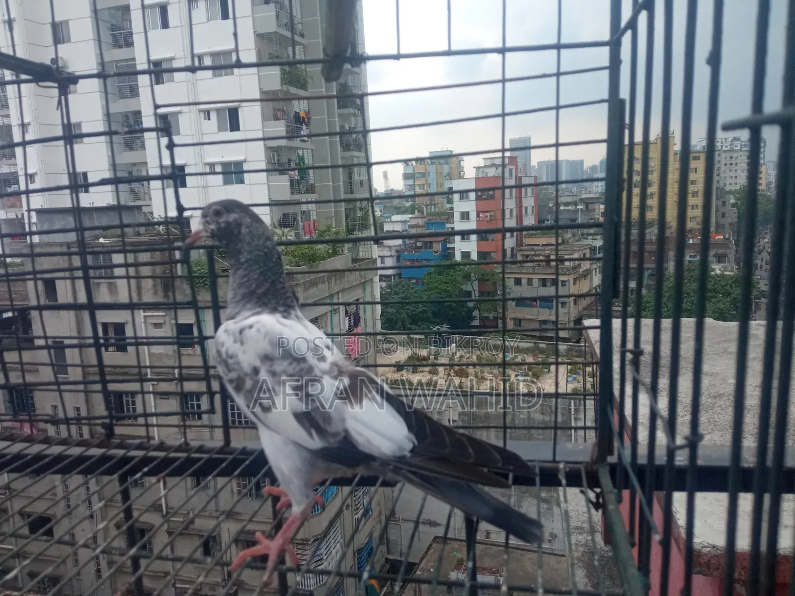 বাচ্ছা ও বড় কবুতর