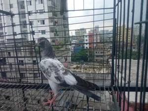বাচ্ছা ও বড় কবুতর