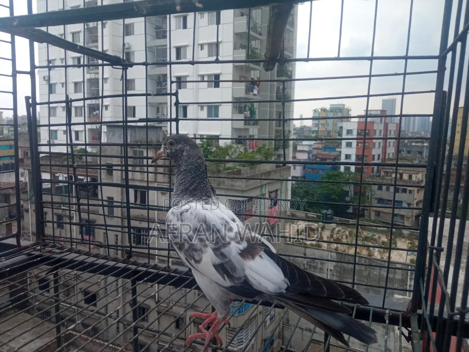বাচ্ছা ও বড় কবুতর