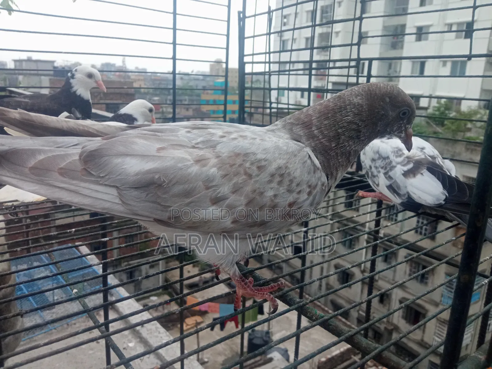 বাচ্ছা ও বড় কবুতর