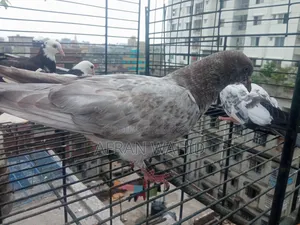 বাচ্ছা ও বড় কবুতর