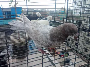 বাচ্ছা ও বড় কবুতর