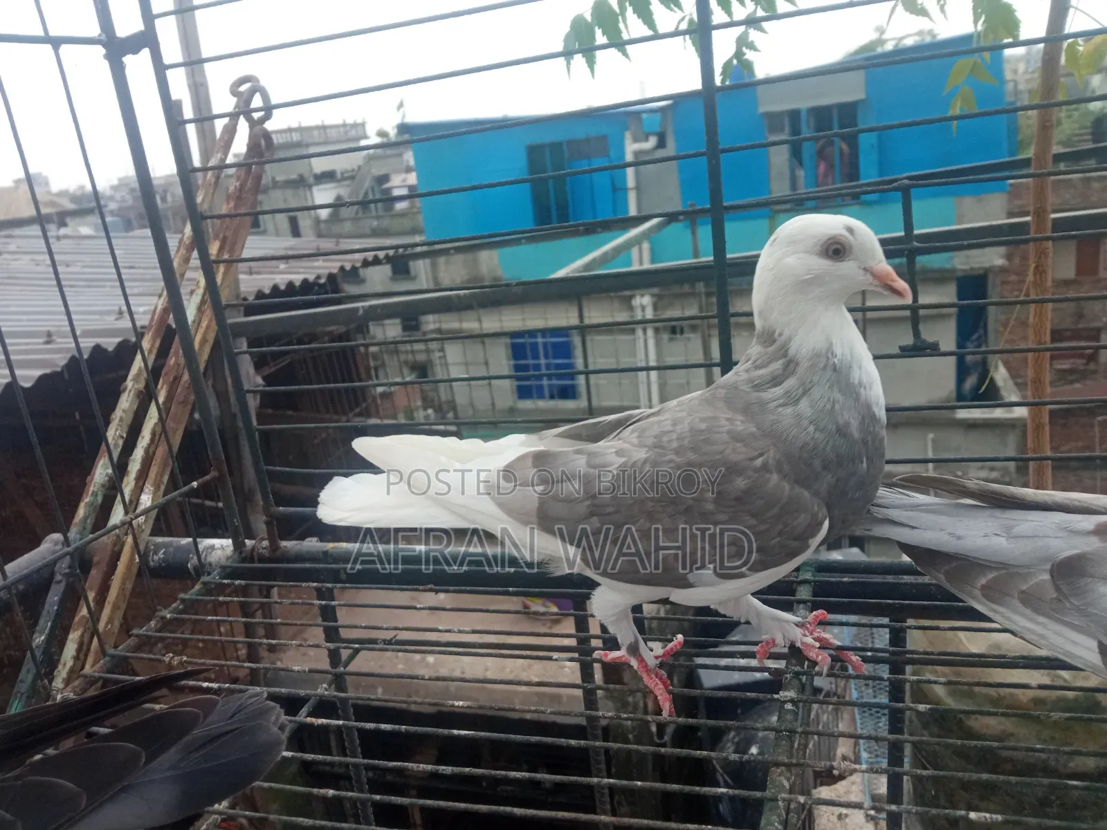বাচ্ছা ও বড় কবুতর