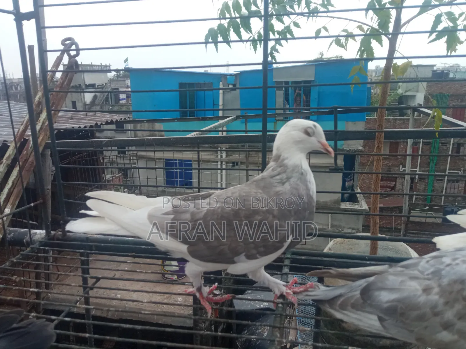 বাচ্ছা ও বড় কবুতর