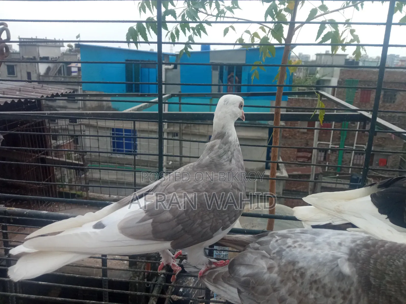 বাচ্ছা ও বড় কবুতর
