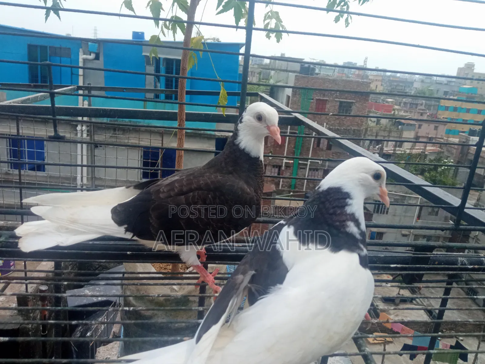 বাচ্ছা ও বড় কবুতর