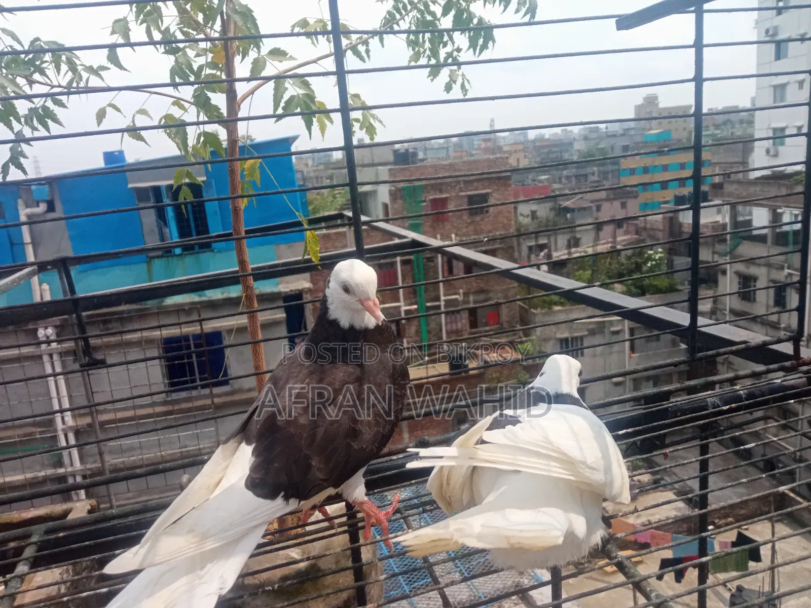 বাচ্ছা ও বড় কবুতর