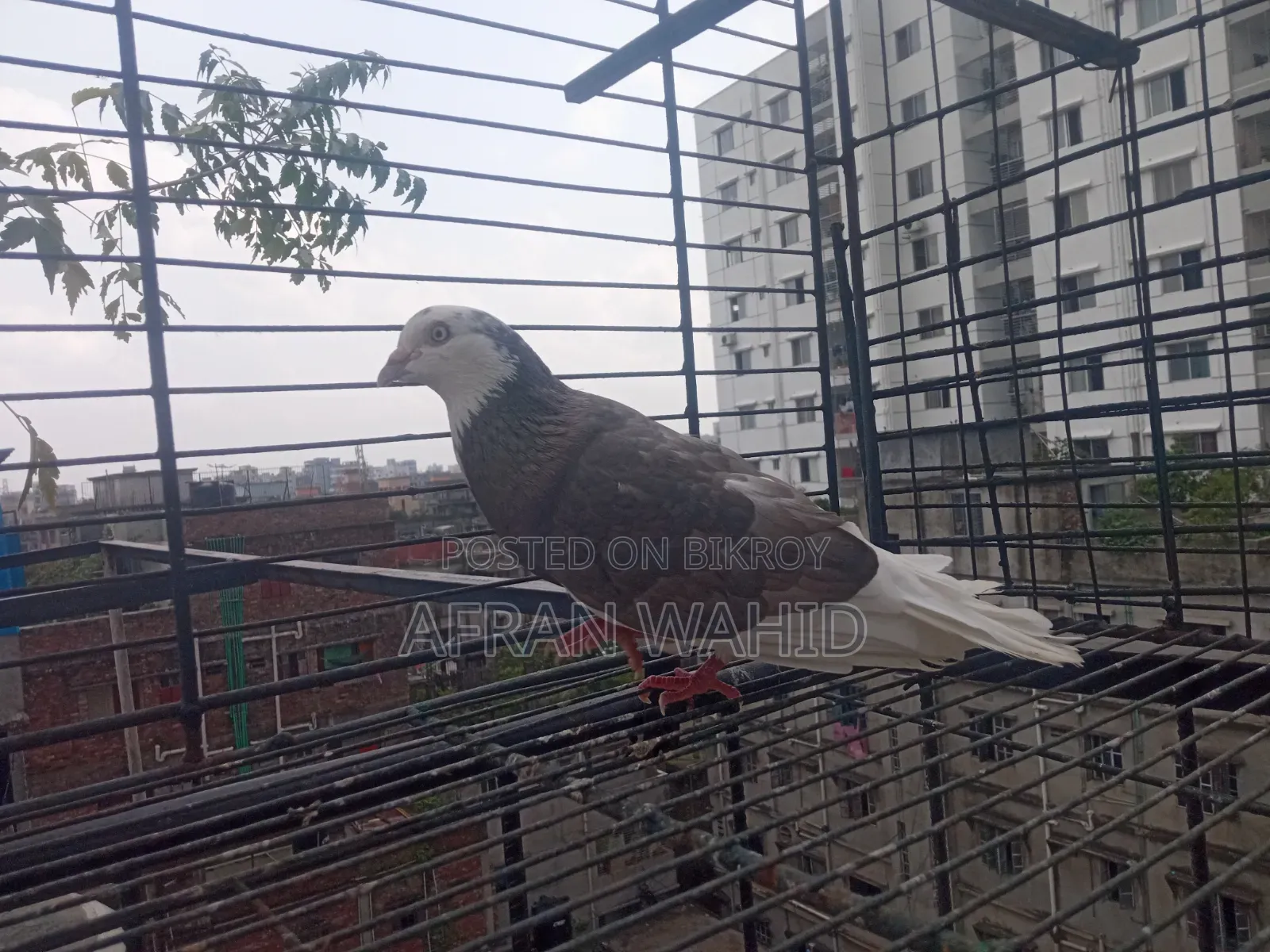 বাচ্ছা ও বড় কবুতর