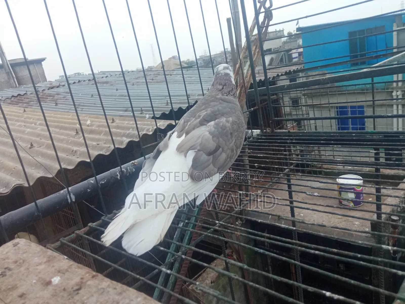 বাচ্ছা ও বড় কবুতর