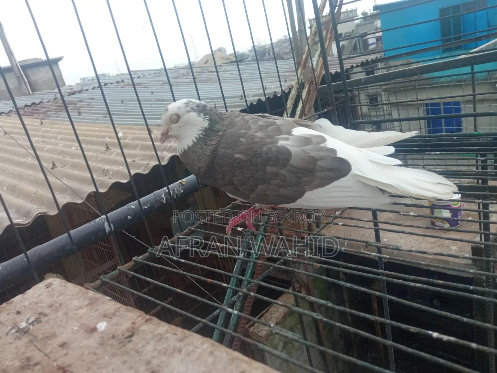 বাচ্ছা ও বড় কবুতর