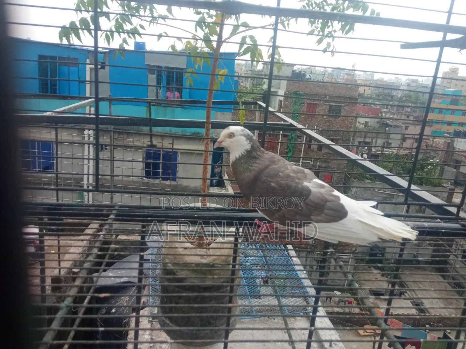 বাচ্ছা ও বড় কবুতর