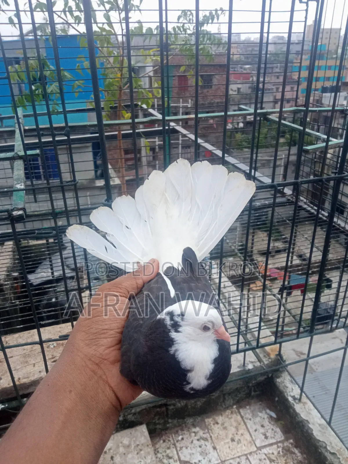 বাচ্ছা ও বড় কবুতর