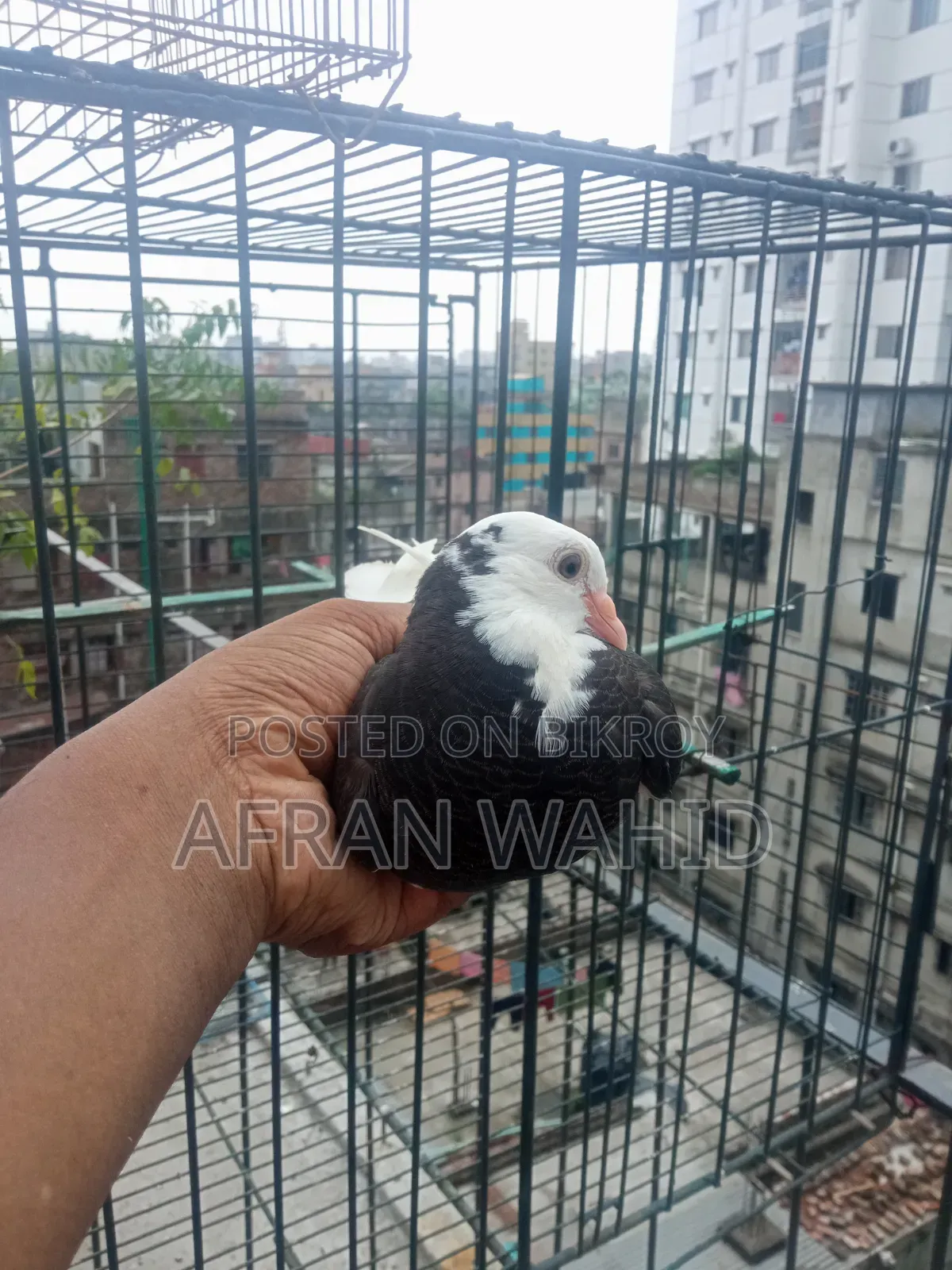 বাচ্ছা ও বড় কবুতর