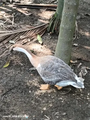 1 Swan available