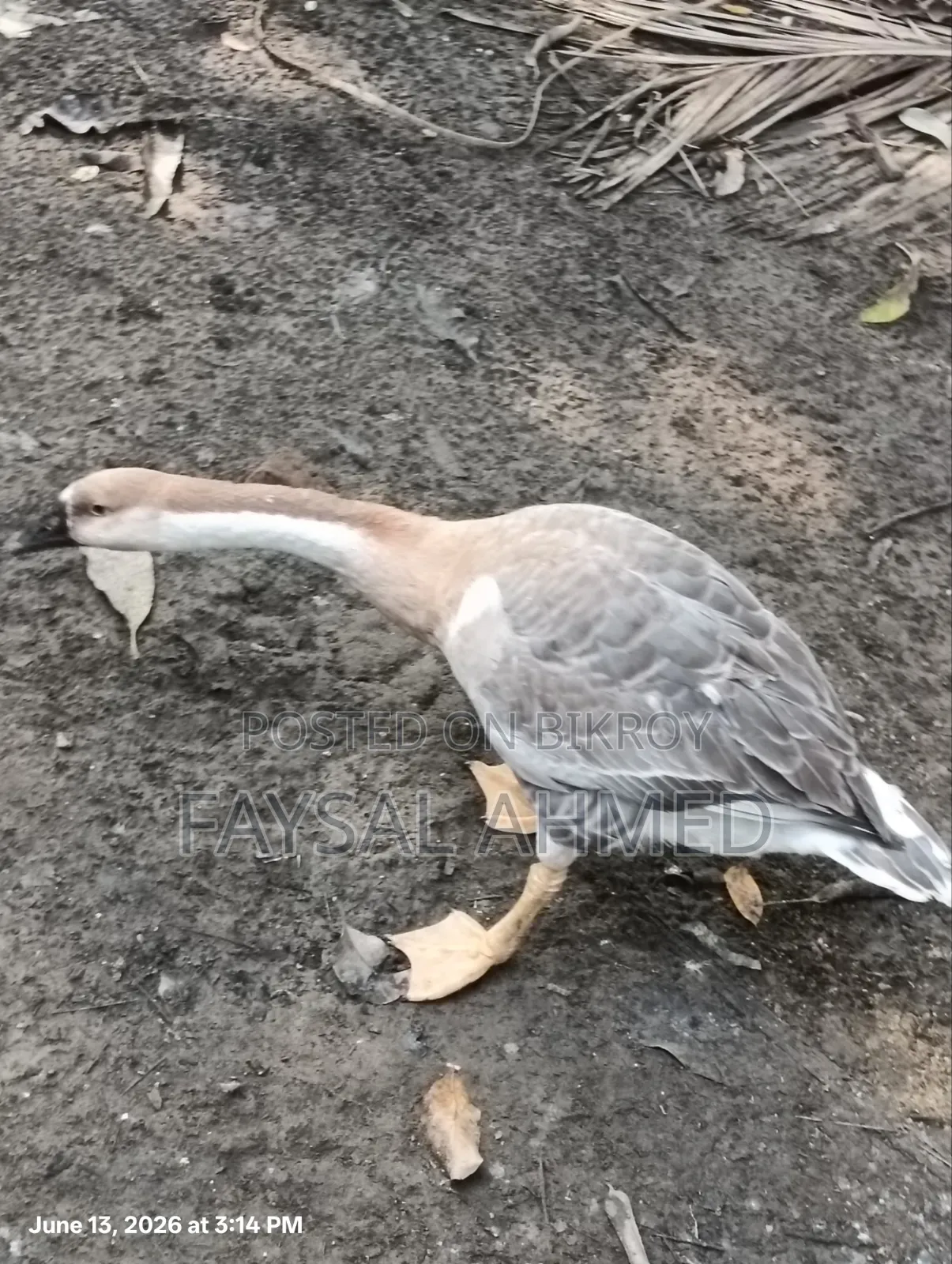 1 Swan available