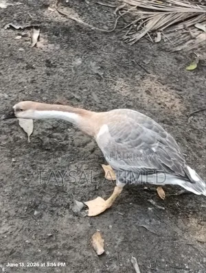 1 Swan available