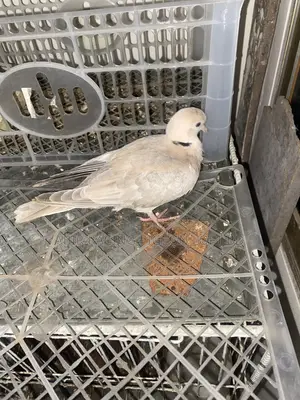 Dove bird for sale