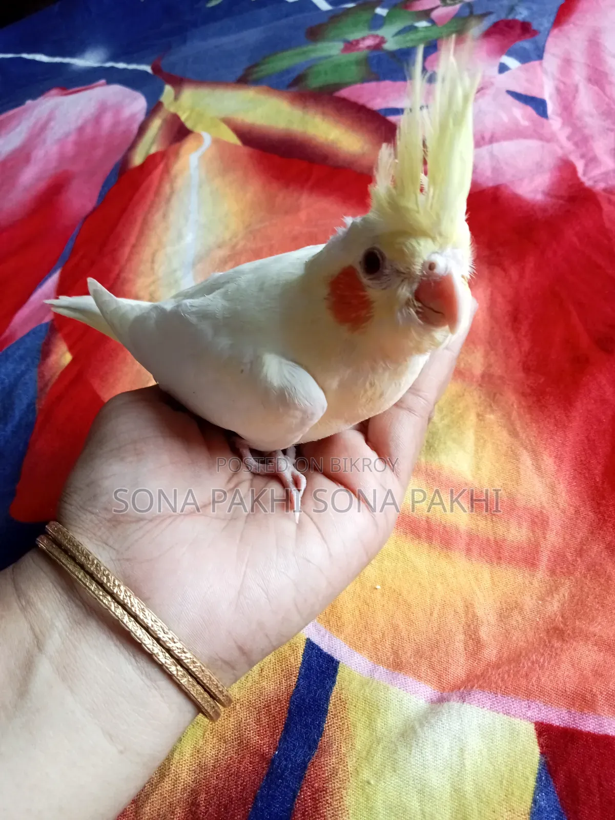 Lutino Cockatiel Selffeed Baby