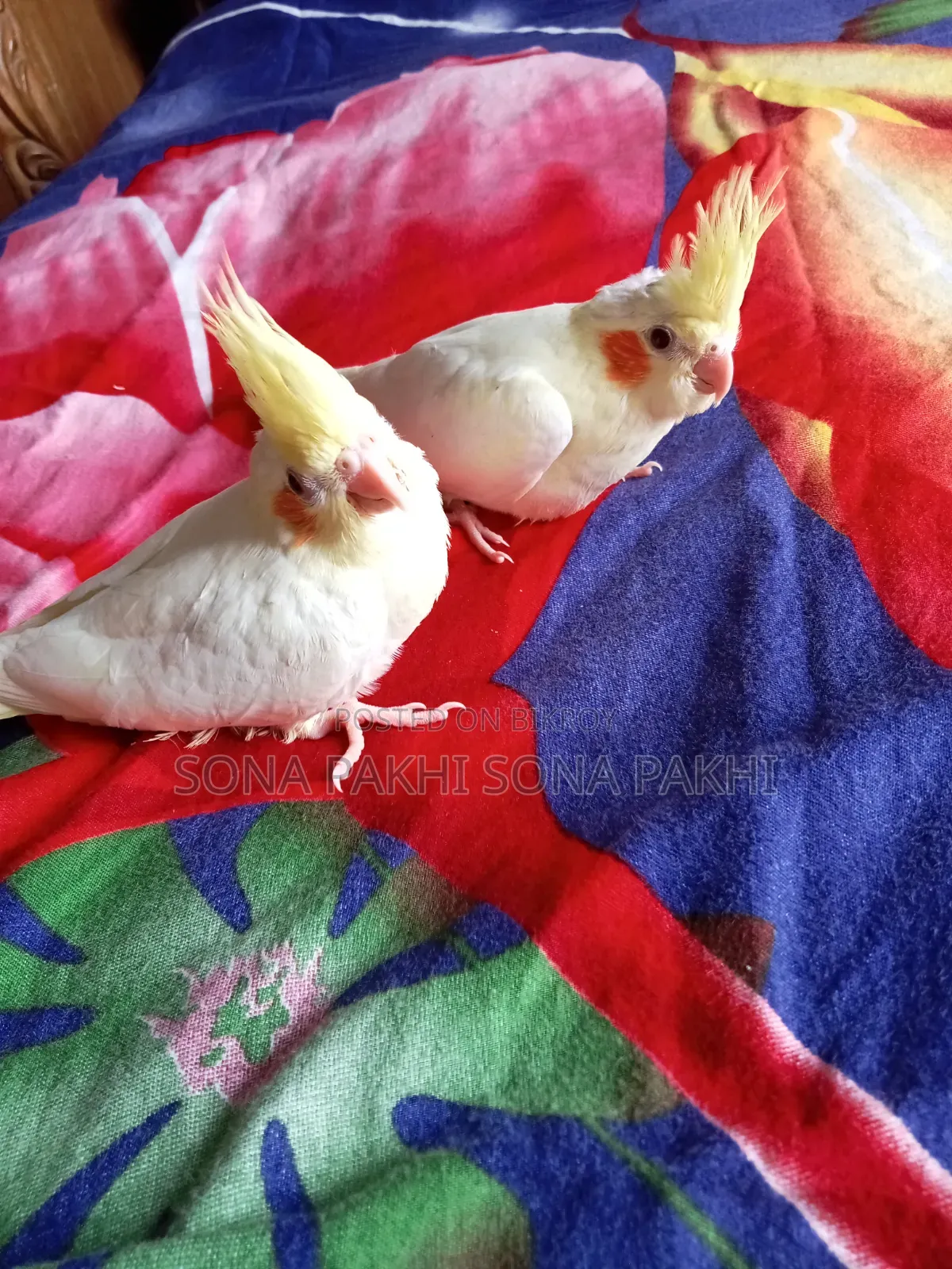 Lutino Cockatiel Selffeed Baby