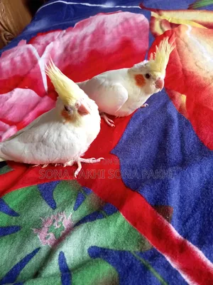 Lutino Cockatiel Selffeed Baby