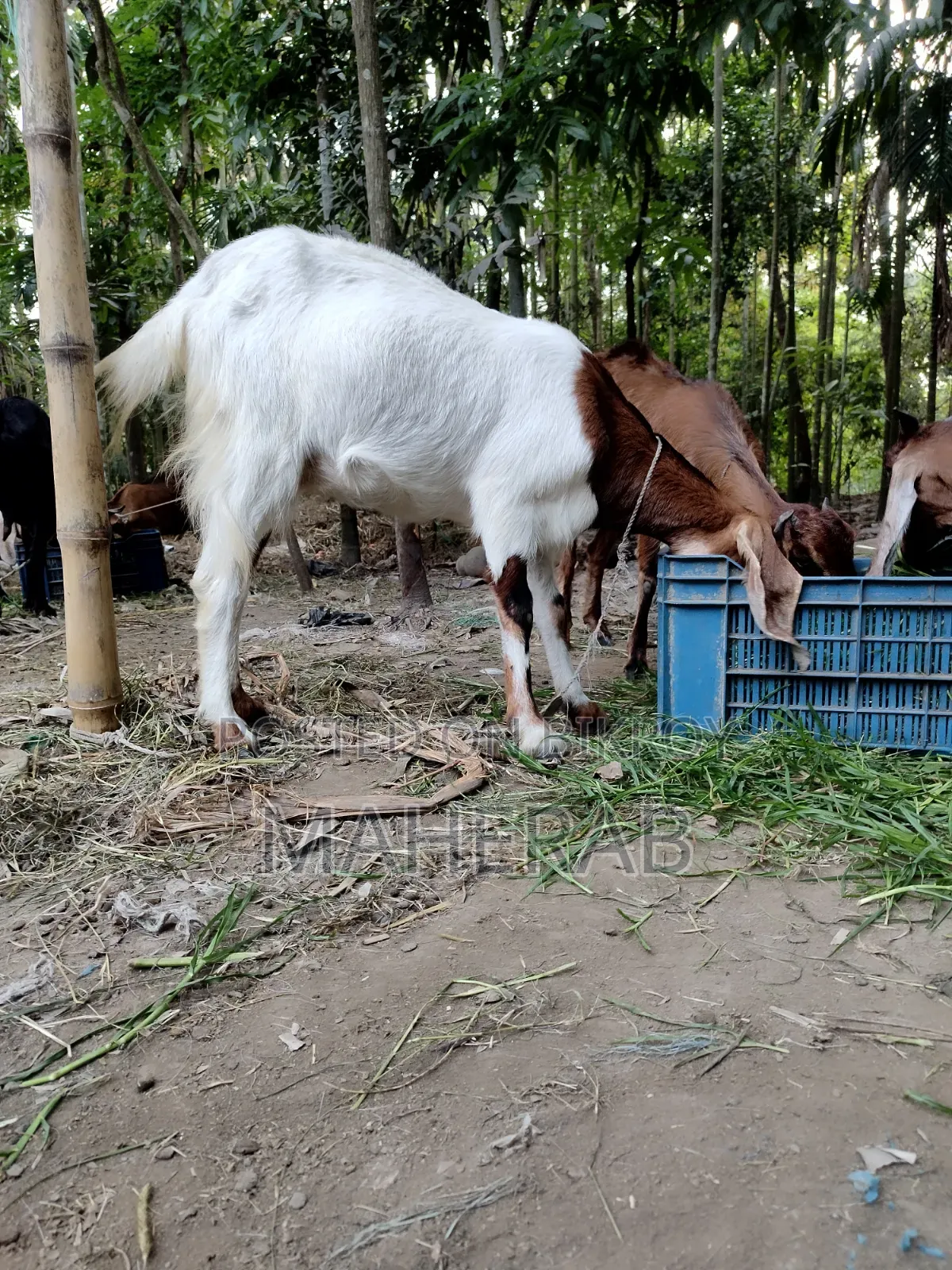 Jamunapari goat with kids