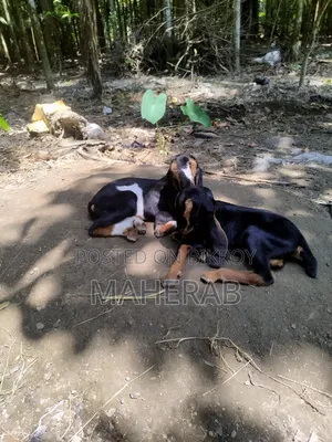 Jamunapari goat with kids