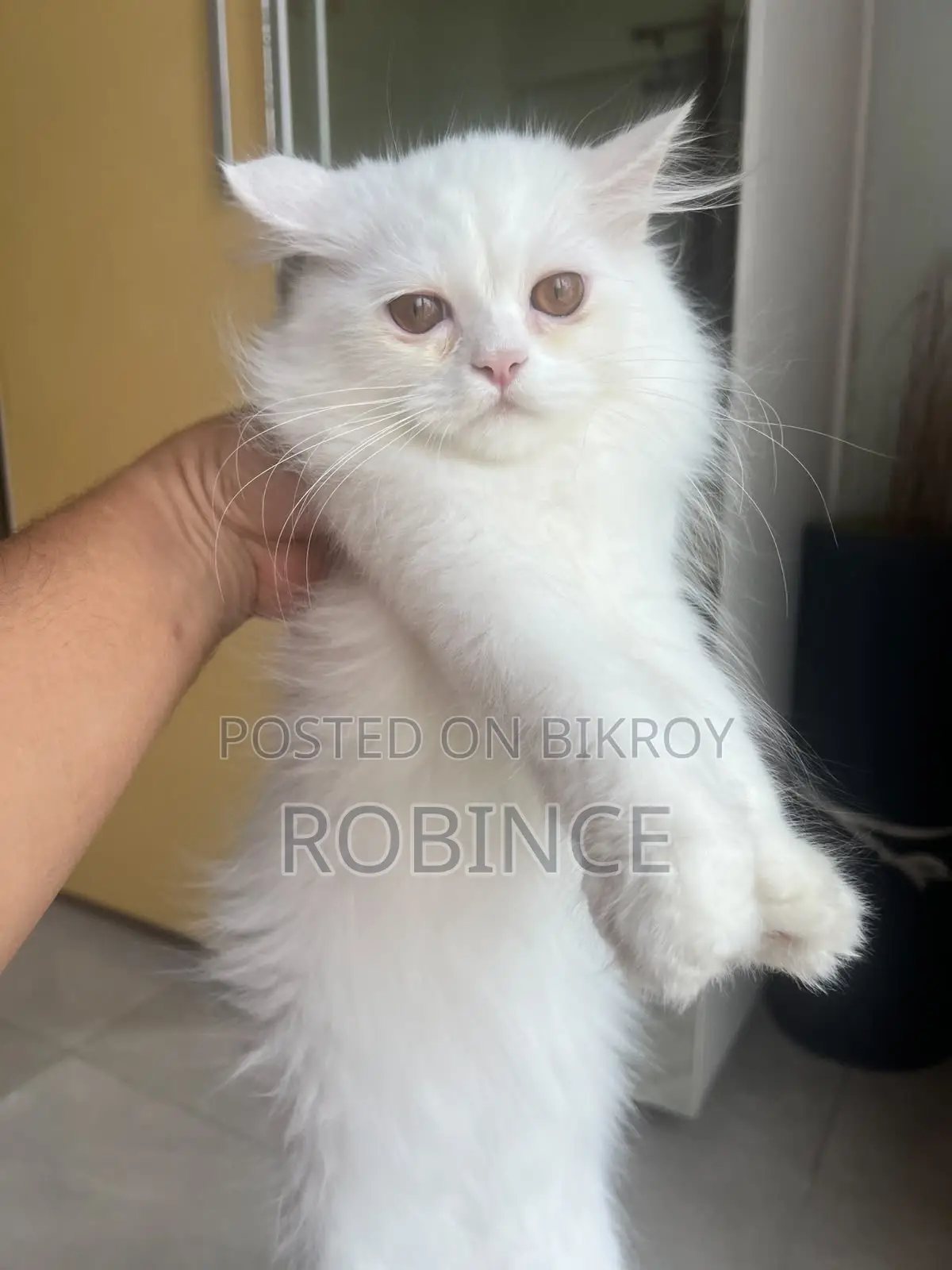 3-6 Months Male Purebred Persian Cat