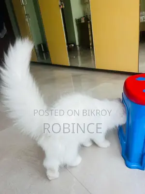 3-6 Months Male Purebred Persian Cat