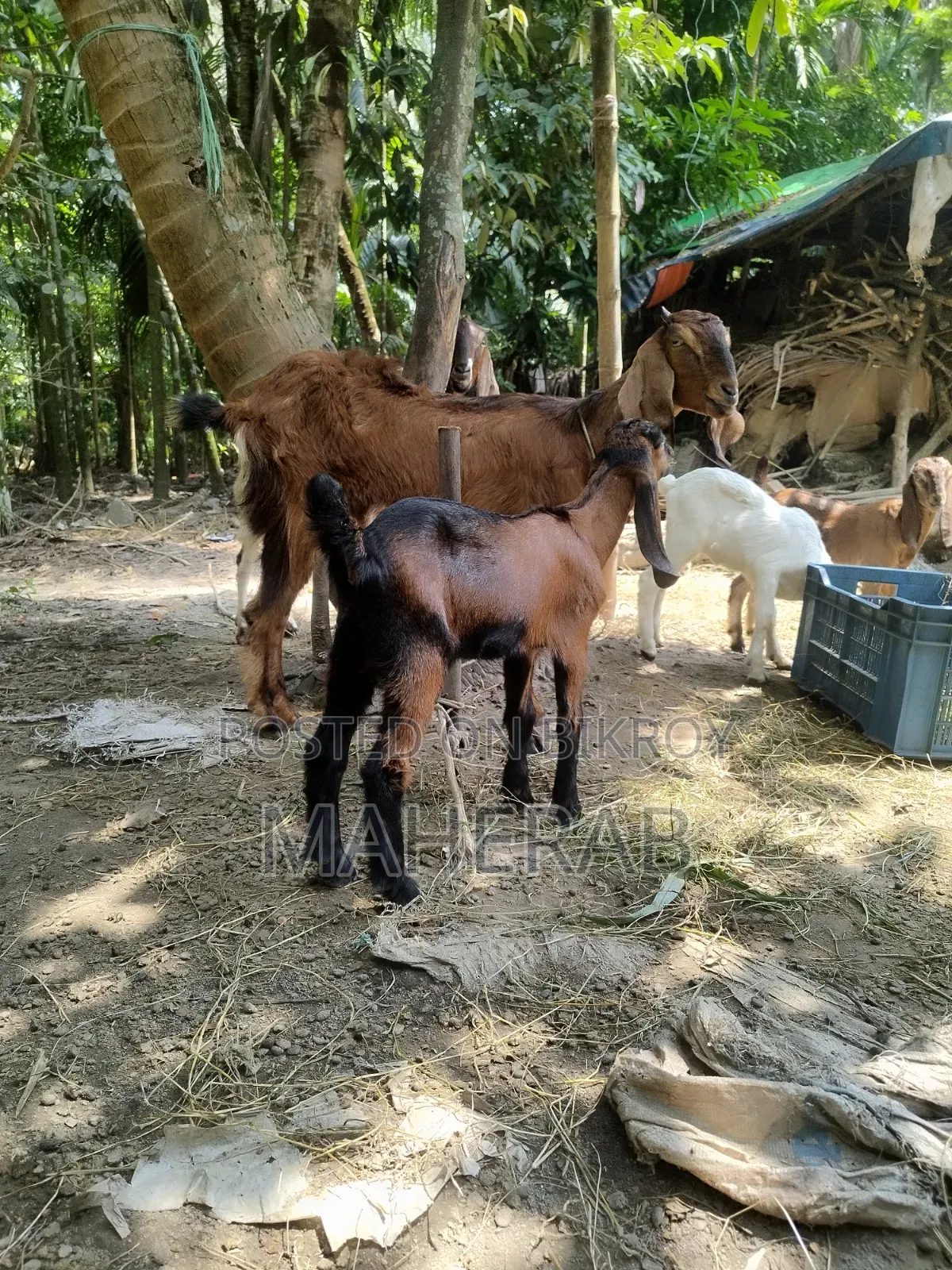 Jamnapari goat with kid