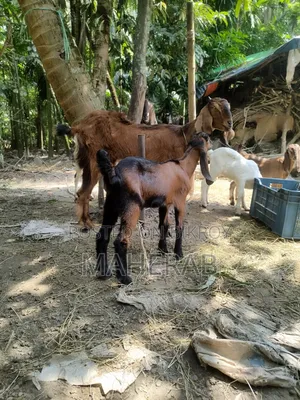 Jamnapari goat with kid